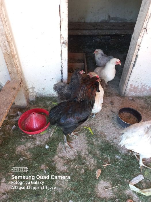 Vand pui araucana si australorp