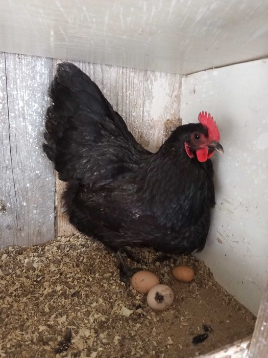 Vând oua pt incubat