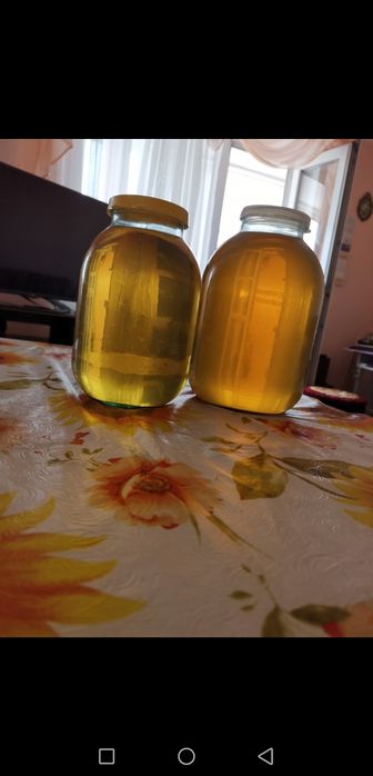 Винный гриб " Рислинг "