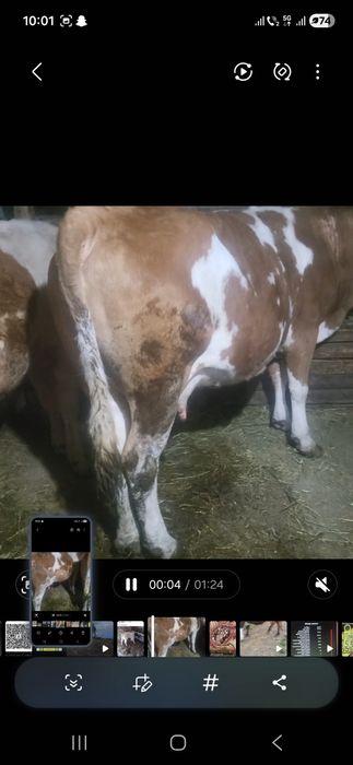 Vand o junica la prima fatare in jur 17 18 litri de lapte