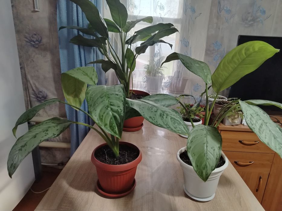 Продам цветы бигония, аглаунема и.т.д
