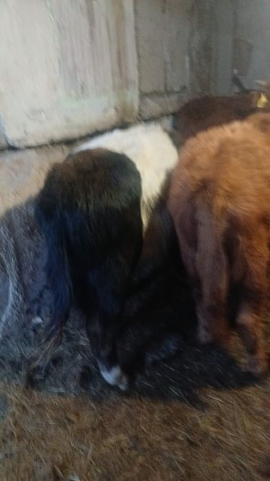 Продается бычки .