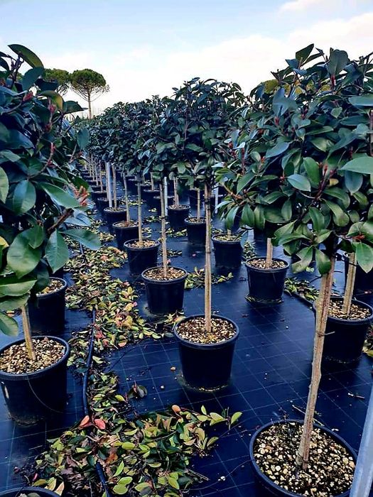 Tuia smarald si leylandii, copaci, plante ornamentale de gradina