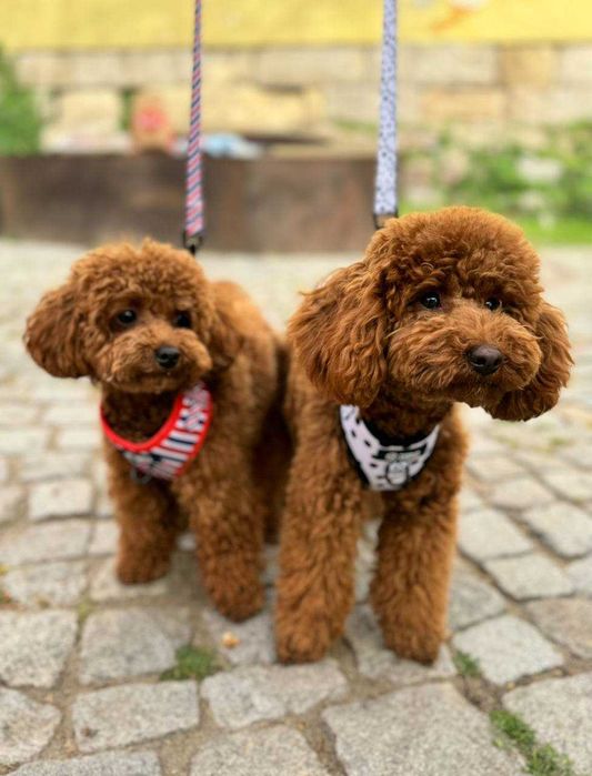 Мини Пудел Мини Пудел