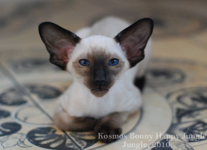 Ориентальные котята