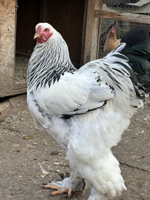 Vând puicuțe si cocoșei brahma !