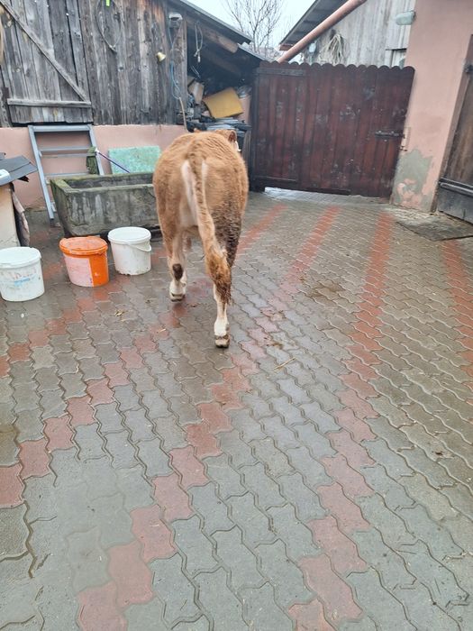 Vând Vitel de 4 luni