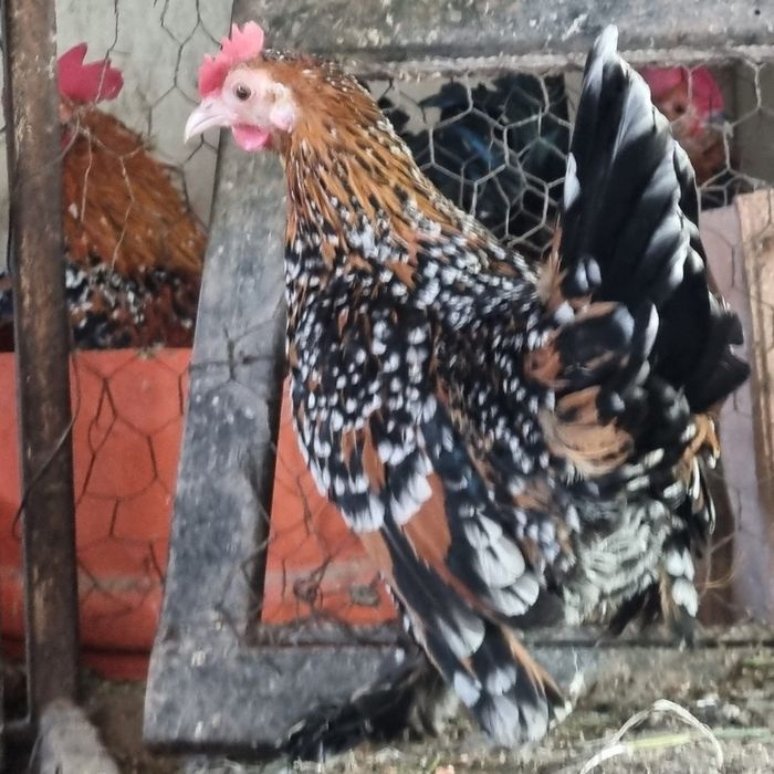 Familia de mii de flori roșu negru