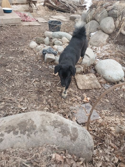 Возьмите собачку