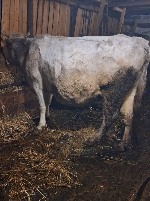 Vând 2 vaci  gestante