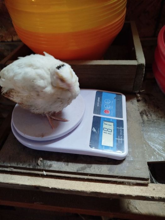 Bedana 1 kunlikdan 50 kunlikgacha zakas olamiz