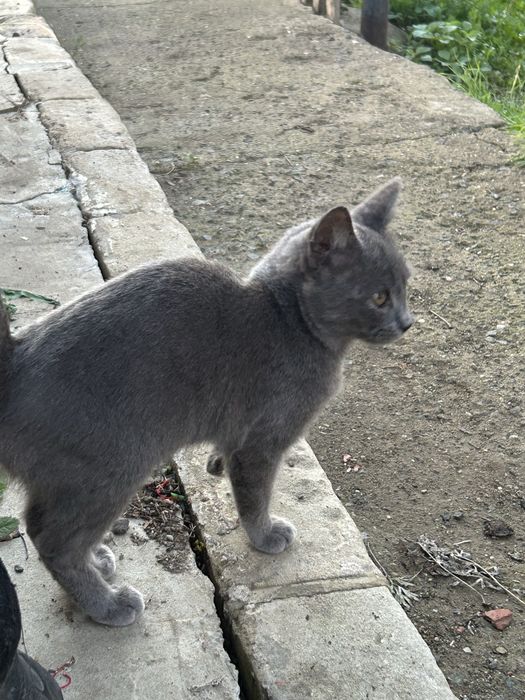 Отдам кота в добрые руки