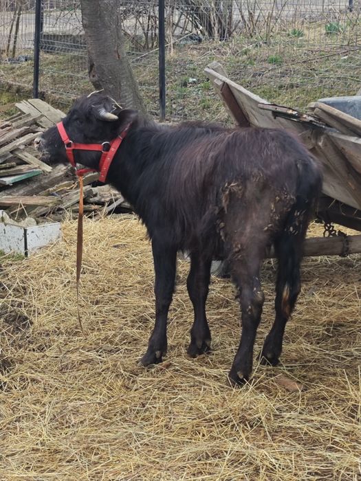 Vând bivol mascul.