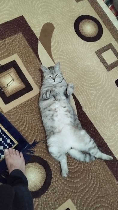 Отдам кота британца