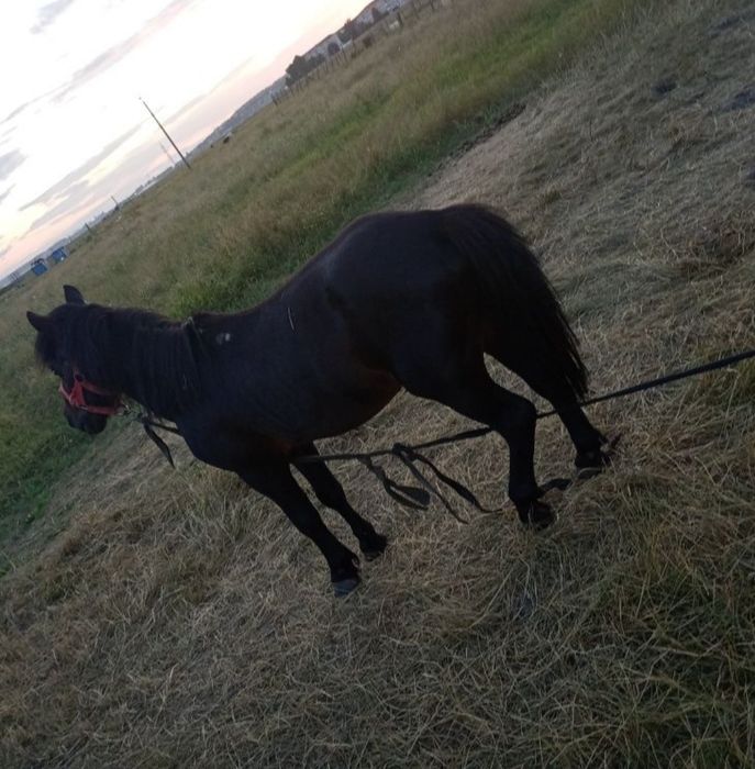 Ponei, 8 ani, mascul, învățat cu copii