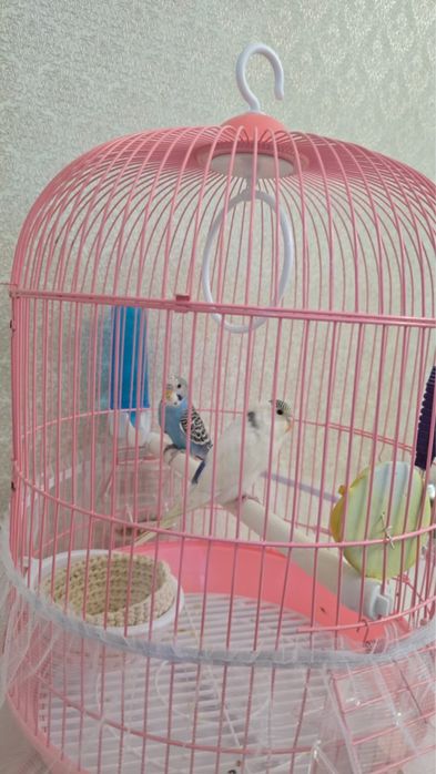 Волнистый попугай