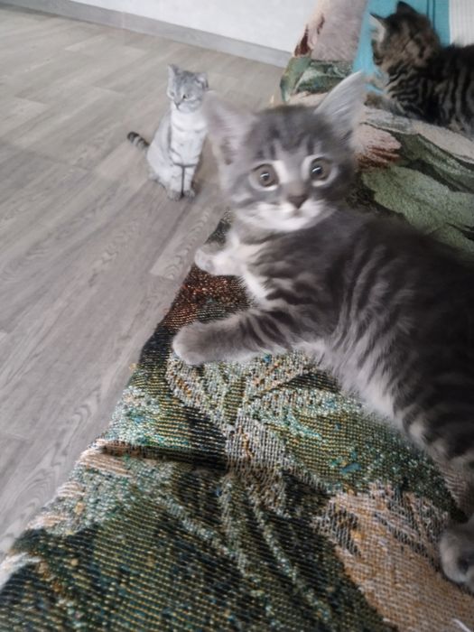 Отдам котят в хорошие руки