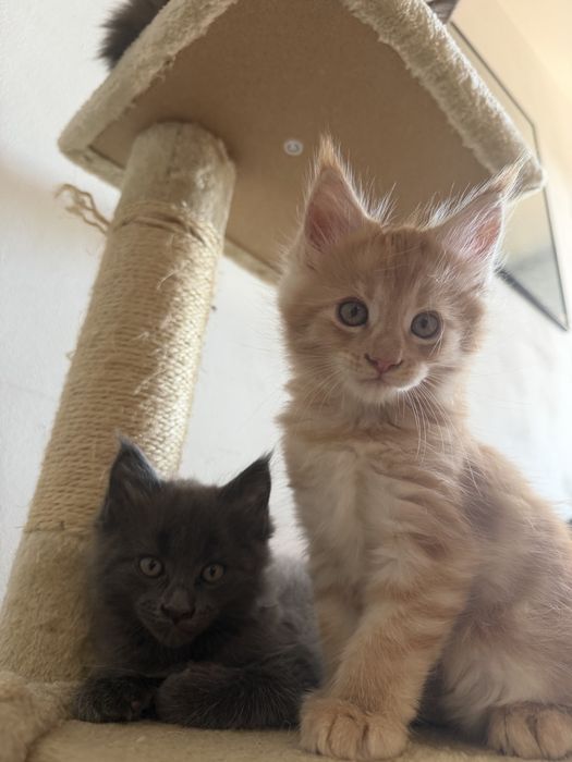 Котенца Мейн Куун
