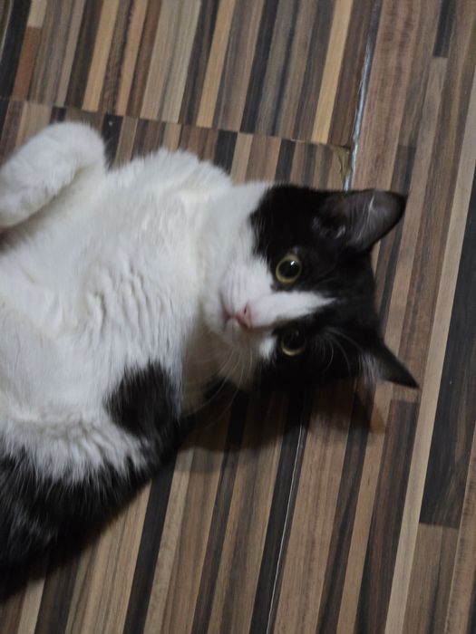 Котятки в добрые  руки