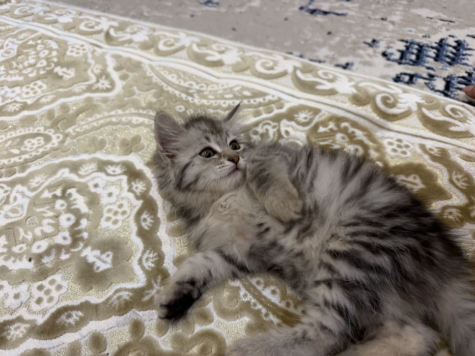 Продаётся породистая кошка