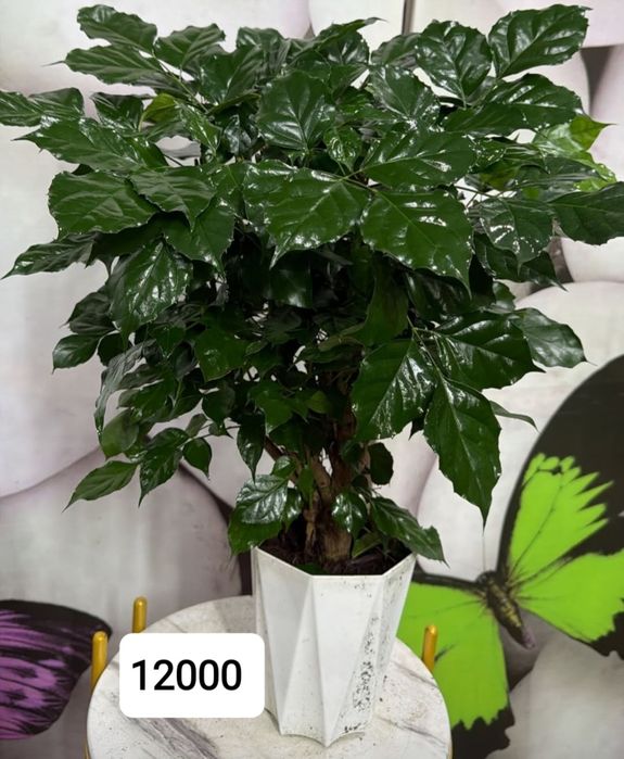 Комнатные растение