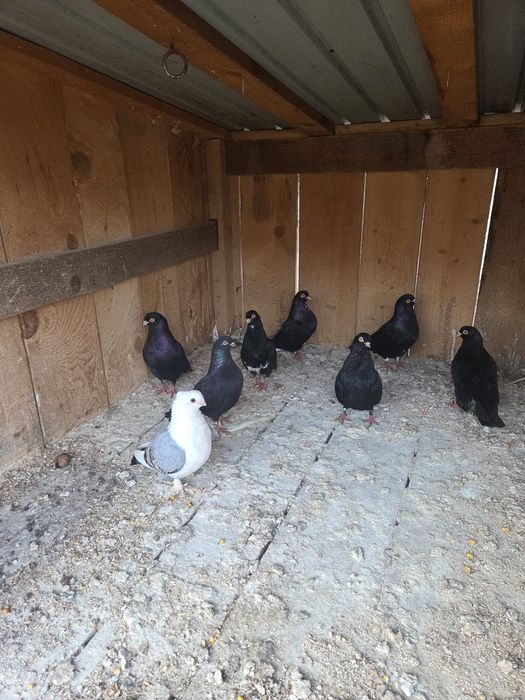 De vånzare porumbei