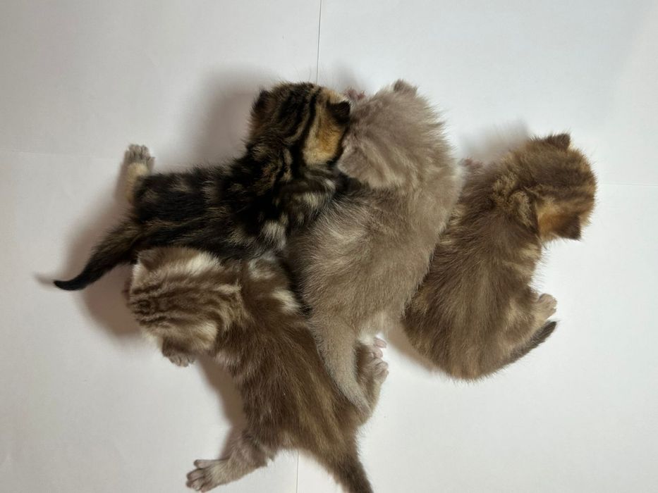 Продаются милые котята