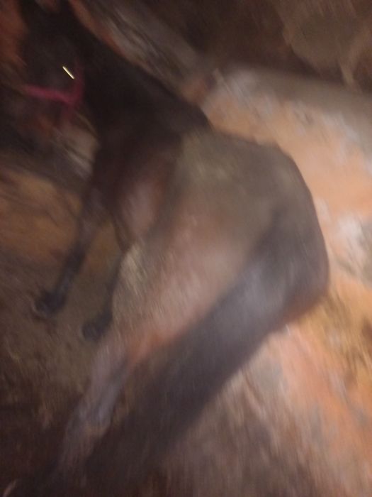 Cal de vânzare este foarte bună la ham facem orice peoba