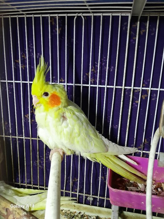 Продаются попугаи Корелла