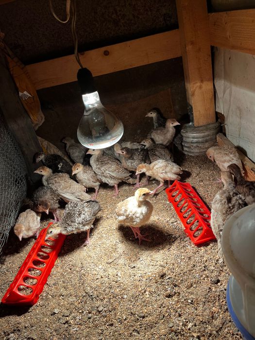 Домашни пуйчета на 40 записване