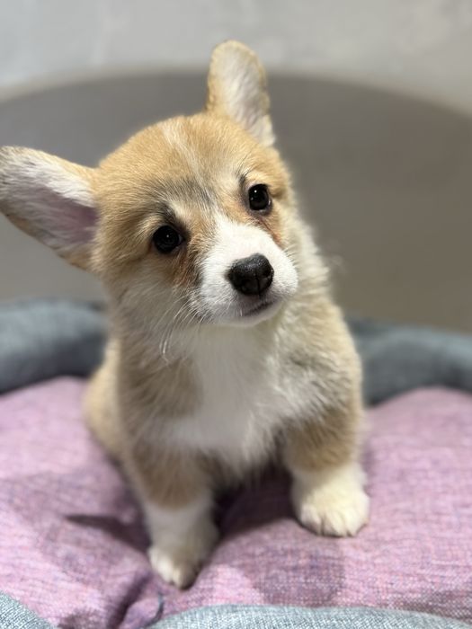 Вельш корги пемброк малыши