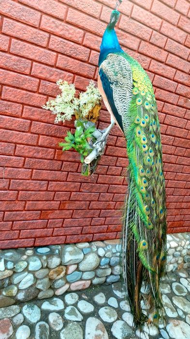 Продам  павлина.