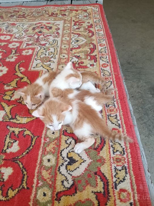 Котёнки 1 месячные