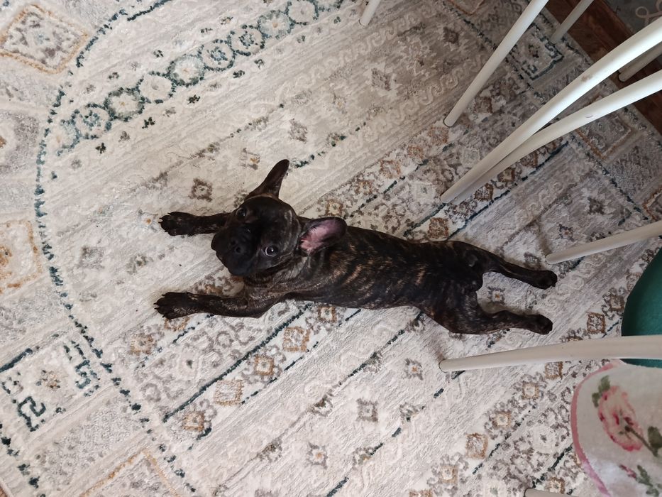 Французский бульдог мальчик