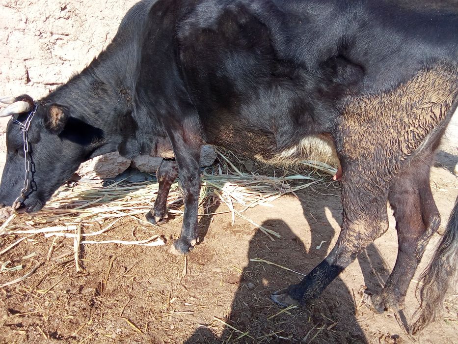 Sigir buzogʻi bilan sotiladi va ichida ham 1oylik bor