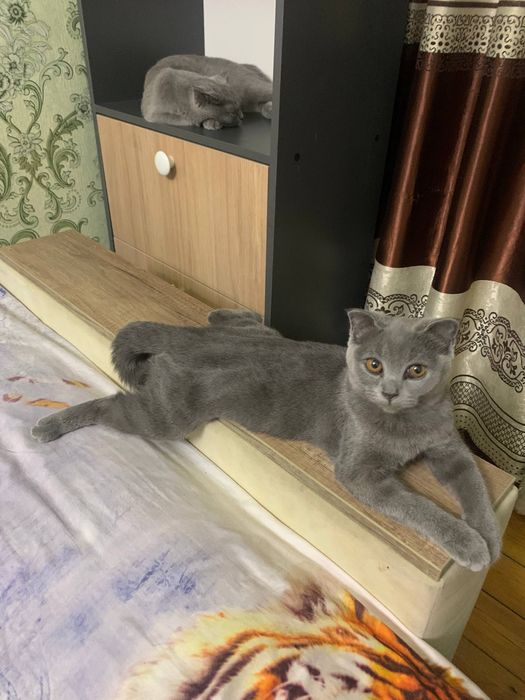 Скоттиш фолдлар сотилади