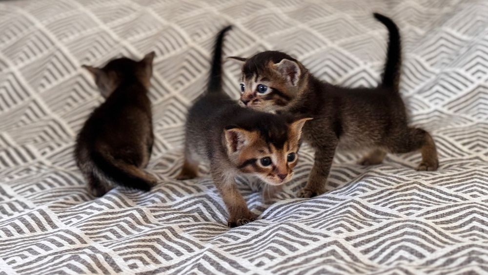 Abessinian mushukchalar