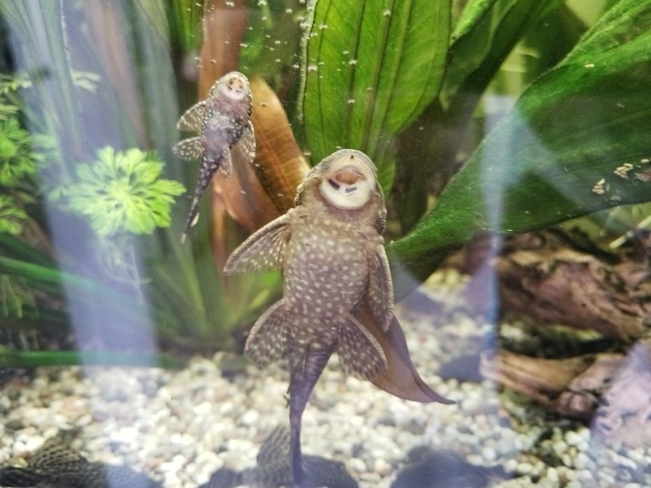 Pești sanitari Ancistrus