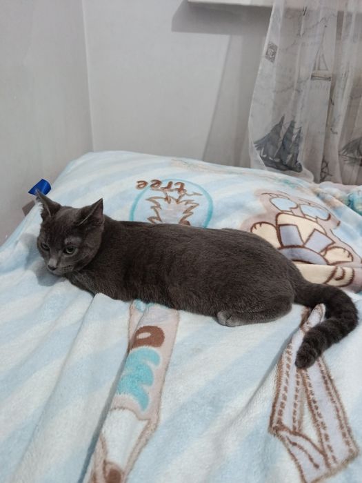 Продам котенка британец