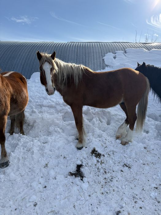 Айғыр сатылады 7 жасар