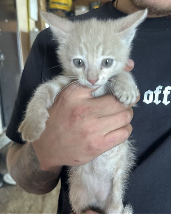 Котята бесплатно ласковые игривые