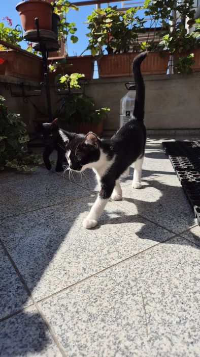 Pui de pisica cauta familie