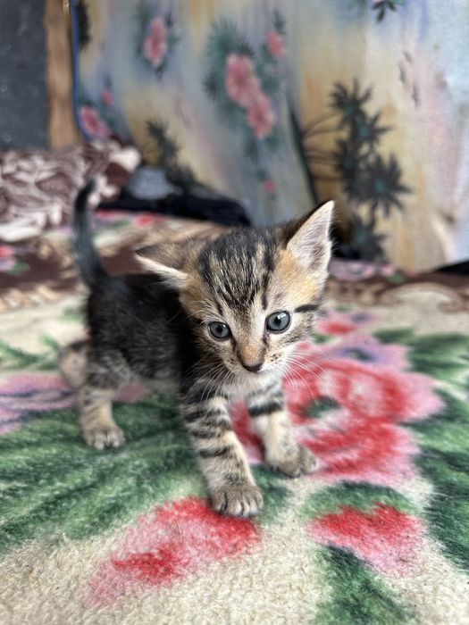 Pui de pisica catre adoptie