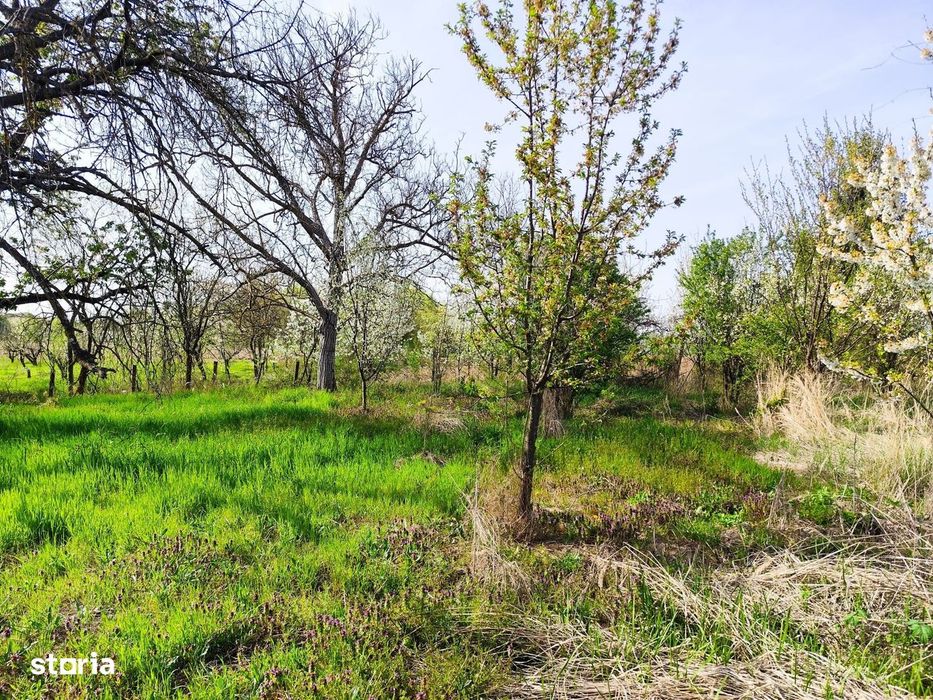 Casa la tara, gaz, acces auto, teren 4122 mp – Petid, Bihor