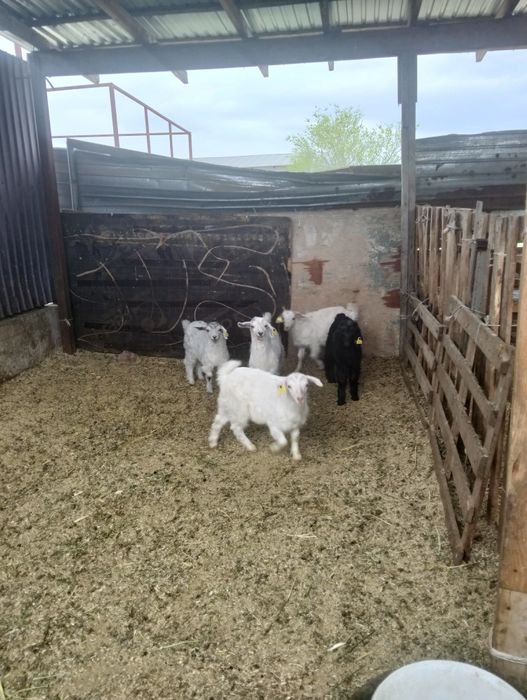 5шт козлик 2месяц