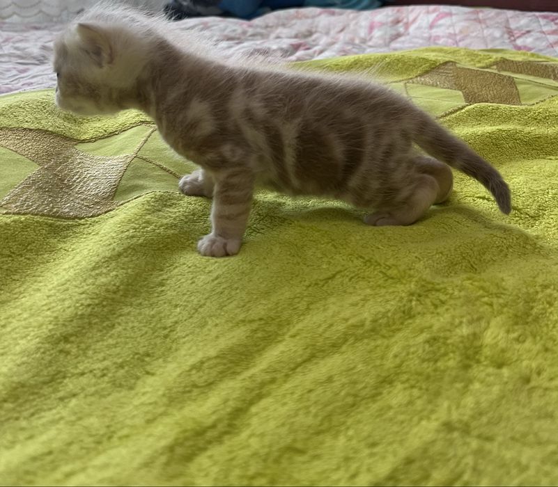 продаем шотландских котят