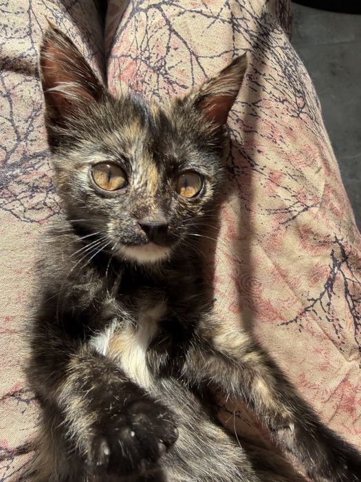 котенок в добрые руки