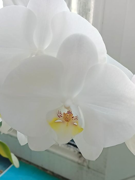 Продаётся орхидея