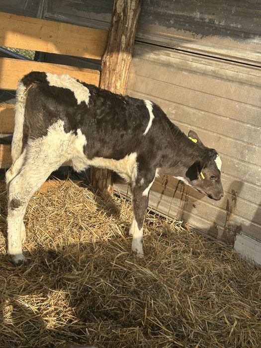 Vitele holstein de vanzare