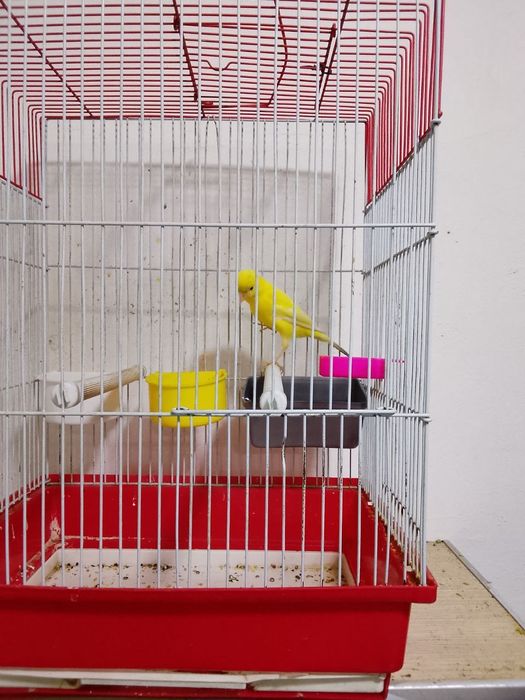 лимон нар 7, 8 ойлик  сайрода